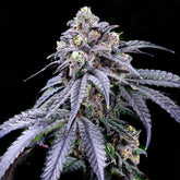 π Trufflez Seeds (100% off)